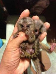 Healthy Marmoset Monkey For Sale So Cute