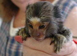 Two beautiful Marmoset Monkeys looking for a good home