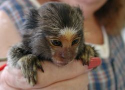 *****Baby Marmoset Monkeys*****