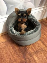 Two adorable teacup yorkie puppies