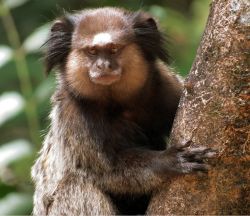 Finger marmoset monkeys for adoption