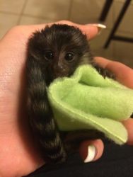 Adorable male and female marmoset monkeys for adoption