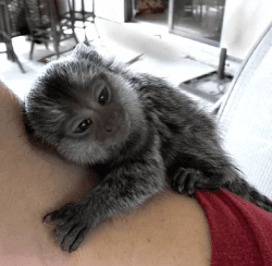 Magnificent Marmoset Monkeys So Cute For Sale to any good companions h
