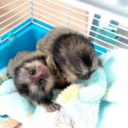 Magnificent Marmoset monkeys for sale so cute for a good home
