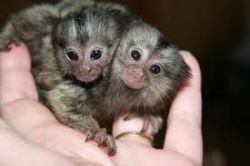 Good Looking Marmoset Monkeys Ready For New Home