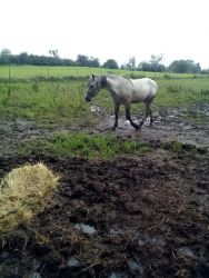 Perchon/Welsh Mixed Horse