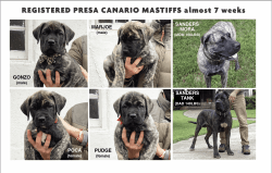 Registered Presa Canario Mastiff Puppies 7 weeks