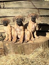 Prese Puppies In Search of Forever Homes