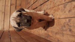 UKC Fawn Female Presa Canario Pup