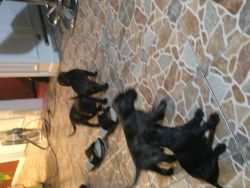Presa De Canario puppies all registers