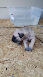 Presa Canario puppies for sale