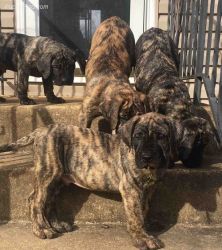 Purebred puppies for ssle