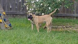 Ukc registered Presa Canario Puppies ready by Christmas