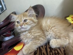 Golden Persian kitten