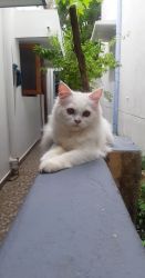 pure persian kitten for sale-female