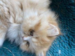 Red male Persian kitten