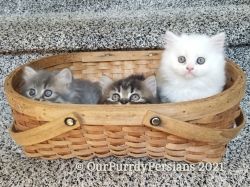 4 adorable traditional Persian Dollface Purebred Persian kittens avail