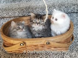 Persian Dollface Purebred Persian kittens