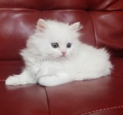 Adorable Persian Purebred Dollface kittens