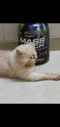 Punch Face Male Persian Cat For Sale