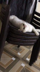 We have a white furry Persian kitten ,whom we want to give a lovely ho