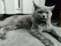 Pure Semipunch face Persian Cat for Urgent Sale