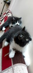 80Days old pair cats for sale in chennai