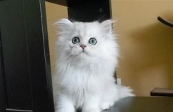 Snow White Persian cat Available for sale
