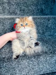 litter trained Persian kittens contact us at (xxx) xxx-xxx8