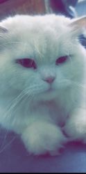 3 years pure Persian male cat