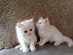SXZAB Persian kittens