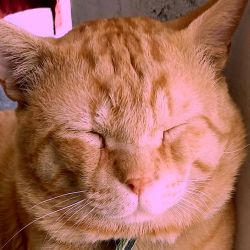 persian ginger cat