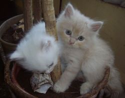 LKYHJ Persian kittens