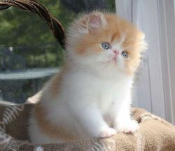 HNJMKLO Persian kittens