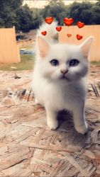 5 month old Persian
