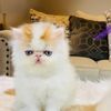 Blue eyed pure Persian kittens