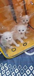 white persain kittens