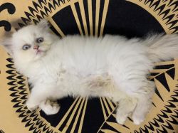 Persian male kitten (2months old)