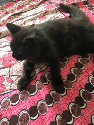 wnt too sell my cat Black colour