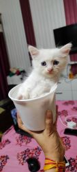 Cute Persian kittens for sale