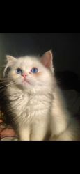 8 months Persian cat for sale