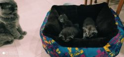 Persian Cat Kittens with Bluish Grey eyes