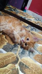Persian Female Kitten 75 day old