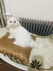 Persian cat long coat white color