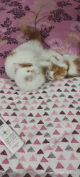 Persian kitten very good breed. Well trained 2 /1/2 months old