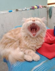 Male Persian cat