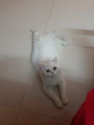 Low price persian cats for sale