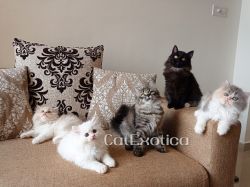 Beautiful Trained Persian Kitten available