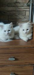 Pure White Persian Cats