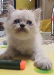 Persian Cat 2 Months Old